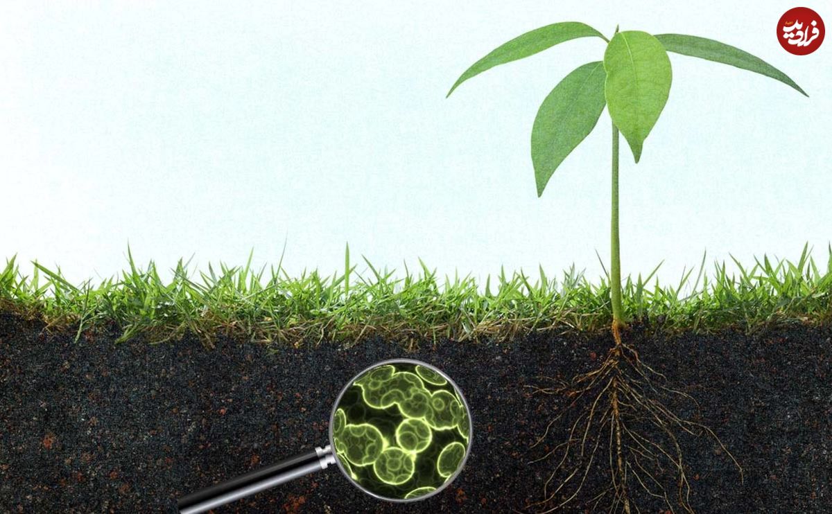 تولید آنتی بیوتیک با میکروبی نادر در خاک