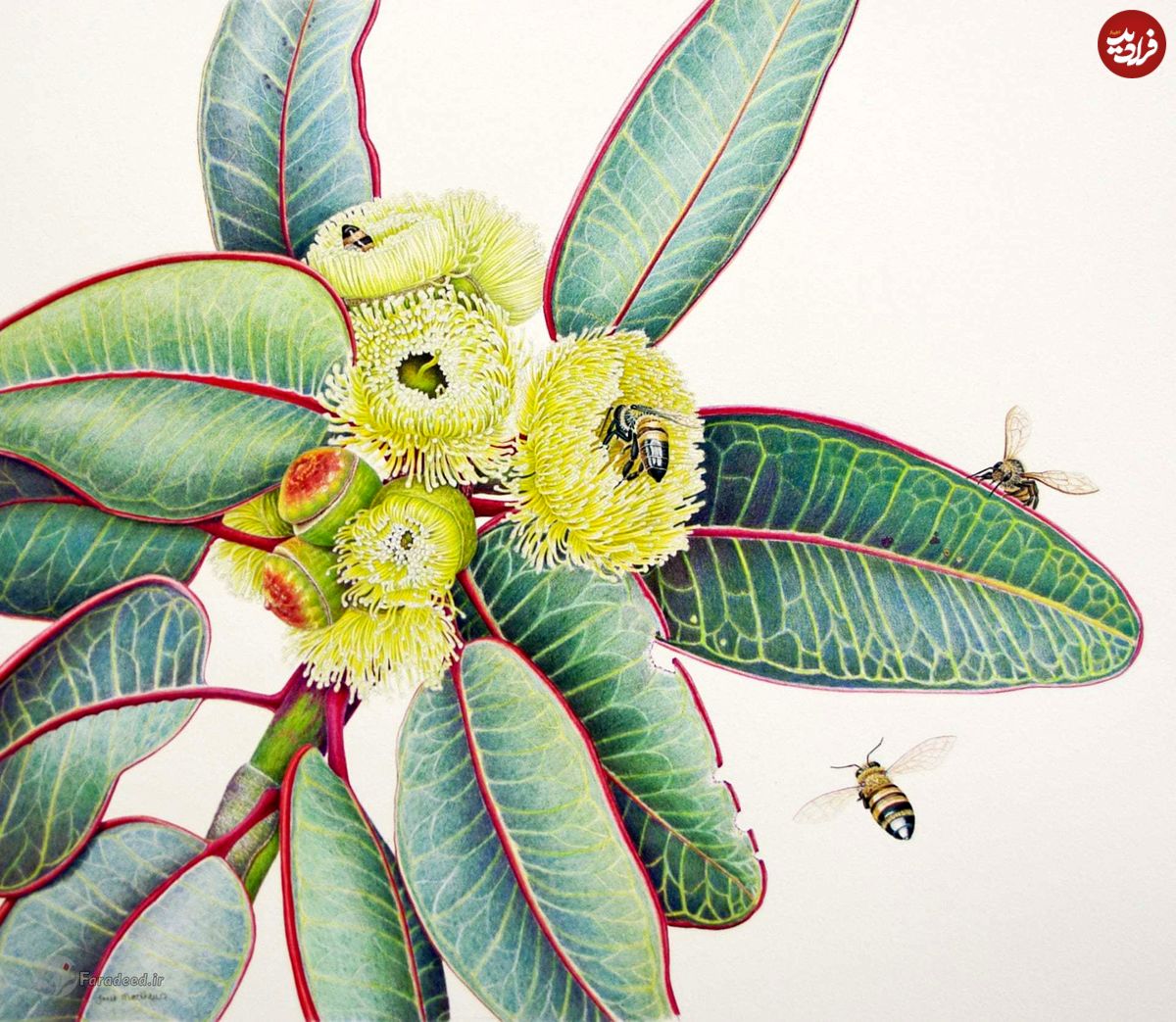 تصاویر/ هنر نقاشی و طراحی از گیاهان استرالیا