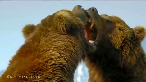 (ویدئو) وقتی خرس‌های گریزلی می‌جنگند؛ کشتی مرگبار حیوانات غول‌پیکر