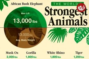 قویترین جانوران در حیات وحش کدامند؟ + مقایسه با قدرت انسان