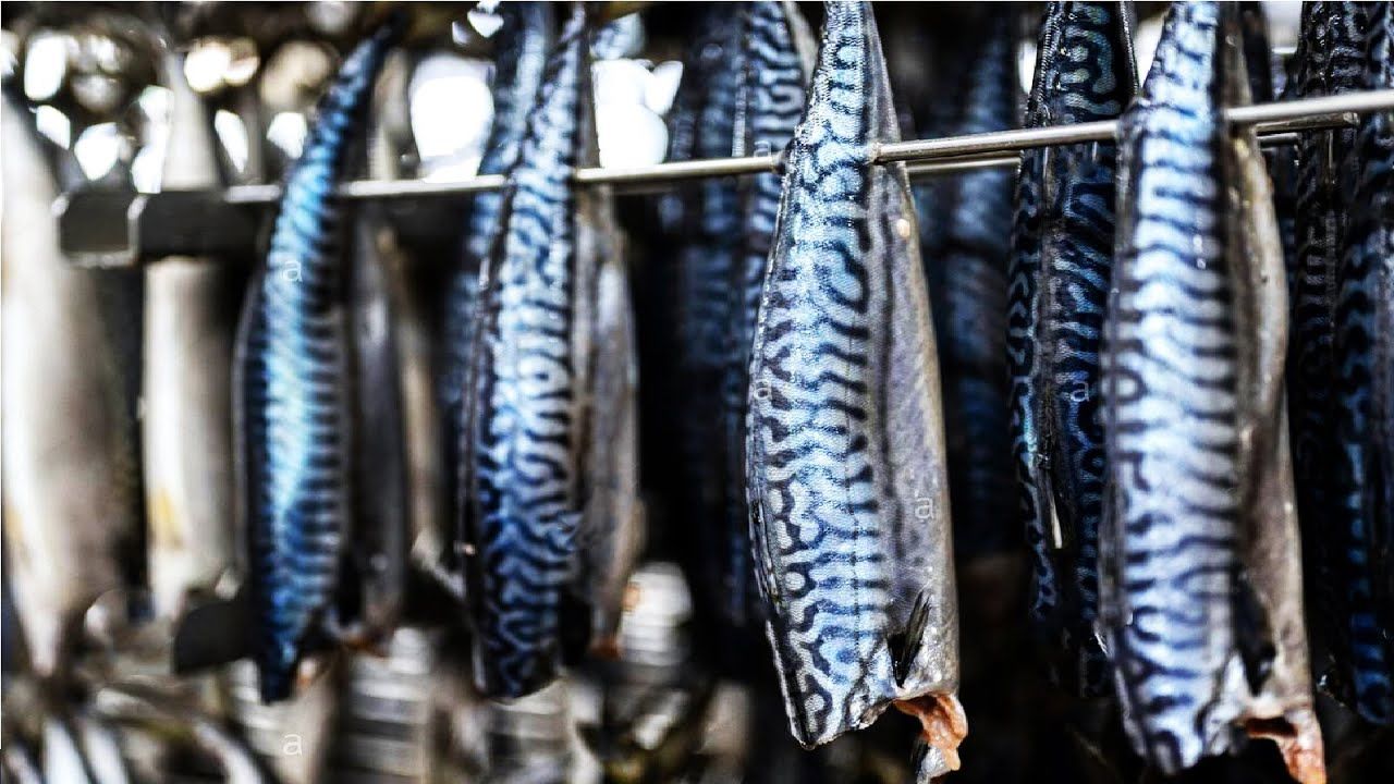 (ویدئو) فرآیند صید صدها تن ماهی خال خال؛ فرآوری ماهی و تهیه کنسرو ماهی خال خال