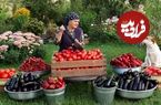 ببینید؛ غذای روستایی در آذربایجان؛ پخت دلمه بادمجان گوشت و پنیر 