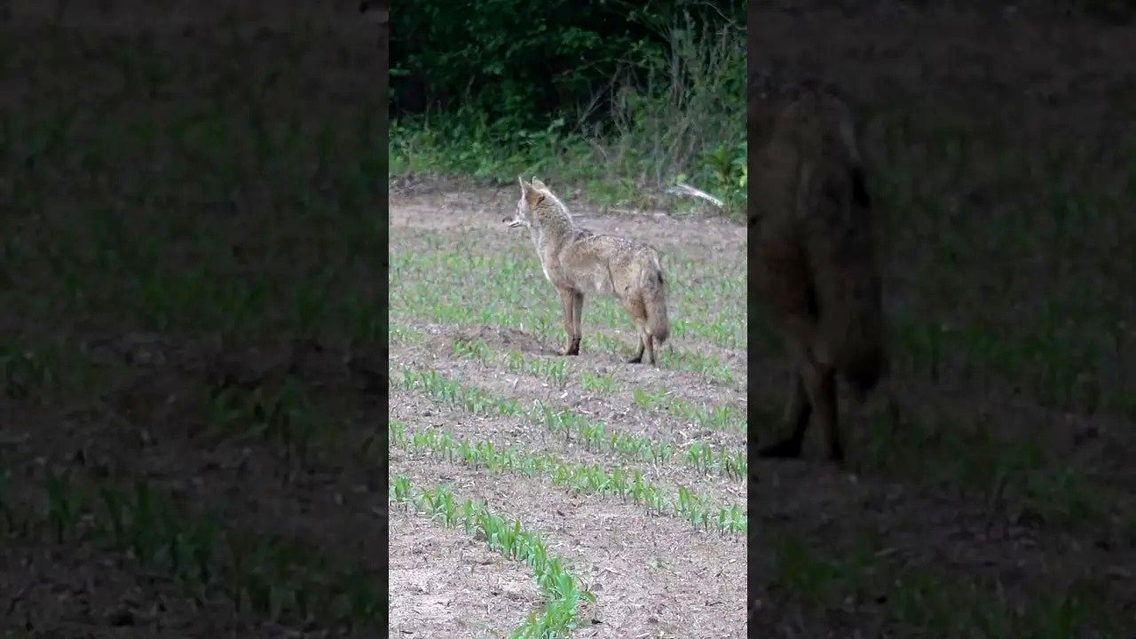 (ویدئو) لحظه کشتار بی رحمانه گرگ های صحرایی توسط یک کشاورز