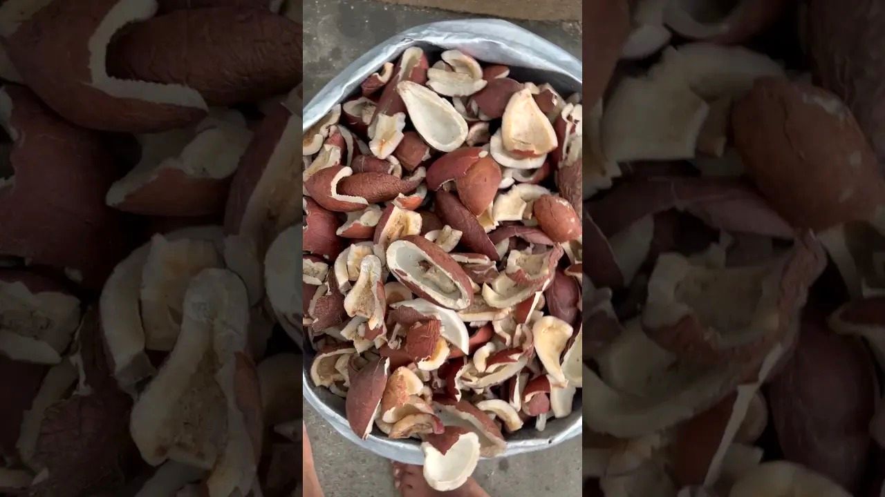 (ویدئو) هندی ها روغن نارگیل را به این شکل تولید می کنند!