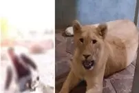 جزئیات جدید کشف شیر وحشی از یک ویلا در ساری