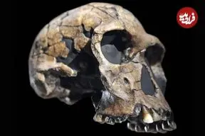 آیا این انسان منقرض‌شده واقعا «انسان» بوده است؟