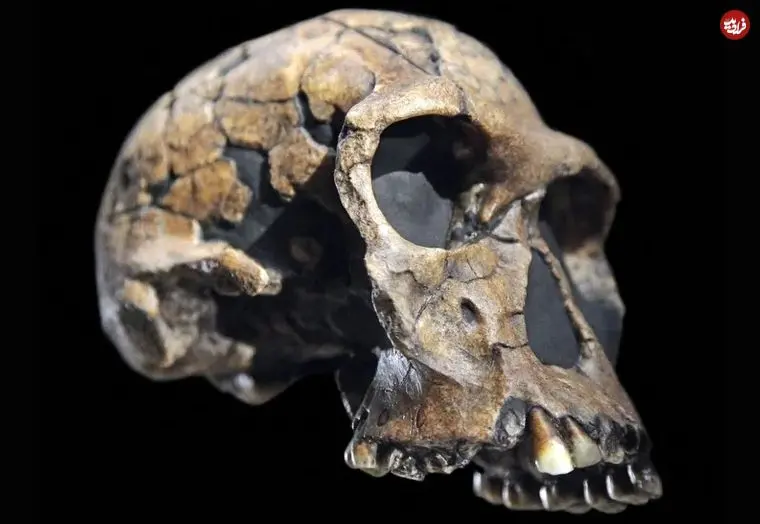 آیا این انسان منقرض‌شده واقعا «انسان» بوده است؟