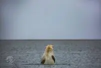 تصاویر/ جشنواره عکاسی فوتوویل در نیویورک
