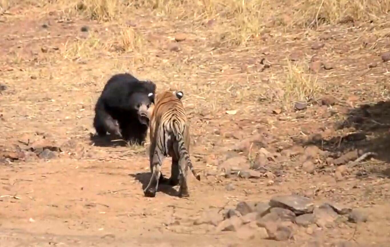 (ویدئو) جدال مرگبار خرس و ببر؛ کدام شکارچی برنده می‌شود؟