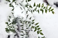 کلاردشت برفی در نوروز