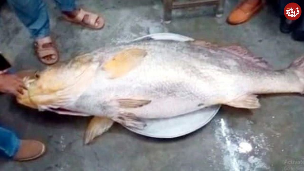 عکس/ صید ماهی ۲ متری در هند