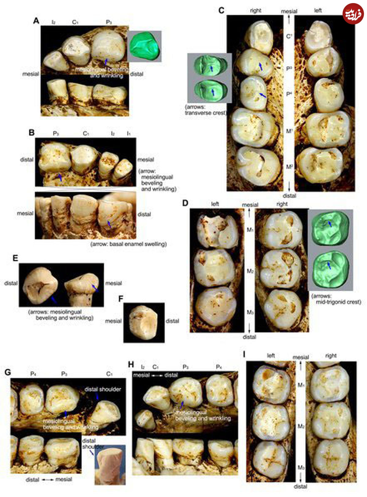 عکس/ کشف دندان هابیت‌ها در اندونزی