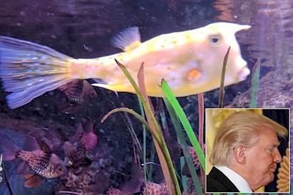 عکس/ شباهت عجیب یک ماهی به ترامپ