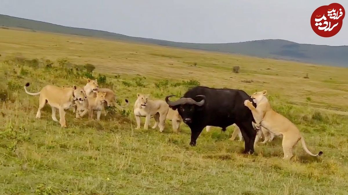 (ویدئو) گاومیش خشمگین ۱۴ شیر را در محاصره شکست داد!