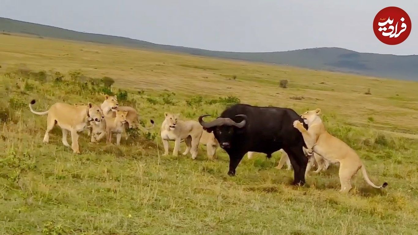 (ویدئو) گاومیش خشمگین ۱۴ شیر را در محاصره شکست داد!