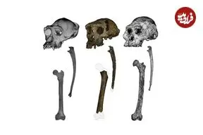 این میمون ۷ میلیون‌ساله به احتمال زیاد روی «دو پا» راه می‌رفته است