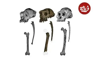 این میمون ۷ میلیون‌ساله به احتمال زیاد روی «دو پا» راه می‌رفته است