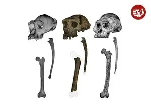 این میمون ۷ میلیون‌ساله به احتمال زیاد روی «دو پا» راه می‌رفته است