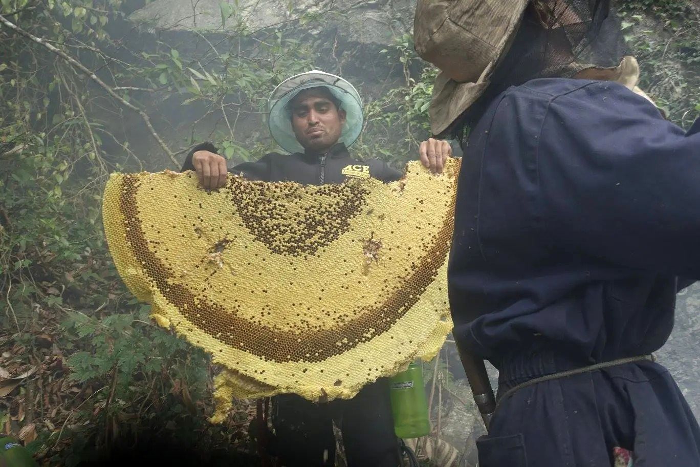 (ویدئو) برداشت خارق العاده کندوی عسل وحشی 2 متری در میان جنگل