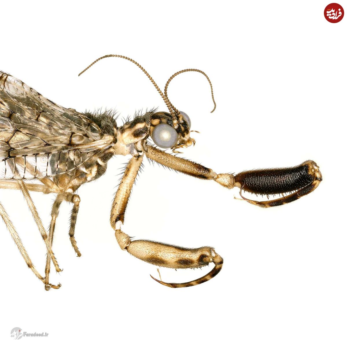گونه‌های جدید و جالب حشرات؛ از سوسکچه بلوط تا مارمگس