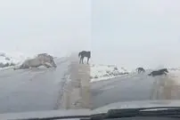 (ویدئو) لحظه لیز خوردن سه اسب روی یخ وسط جاده