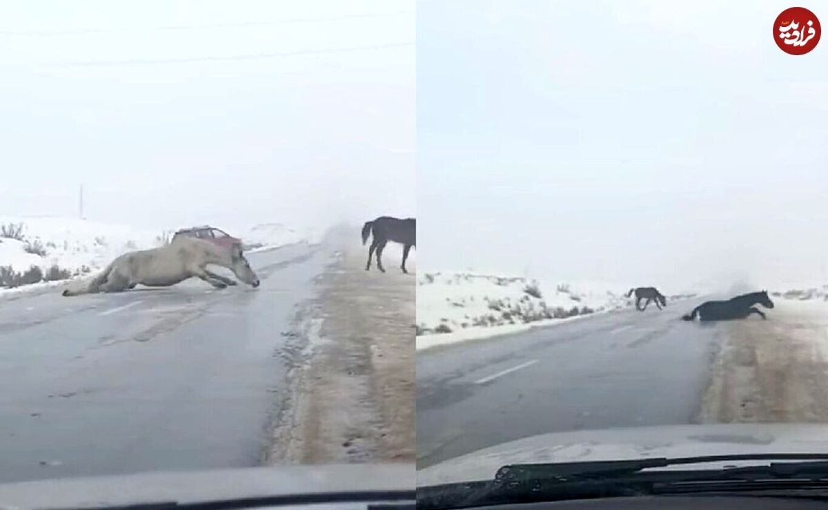 (ویدئو) لحظه لیز خوردن سه اسب روی یخ وسط جاده