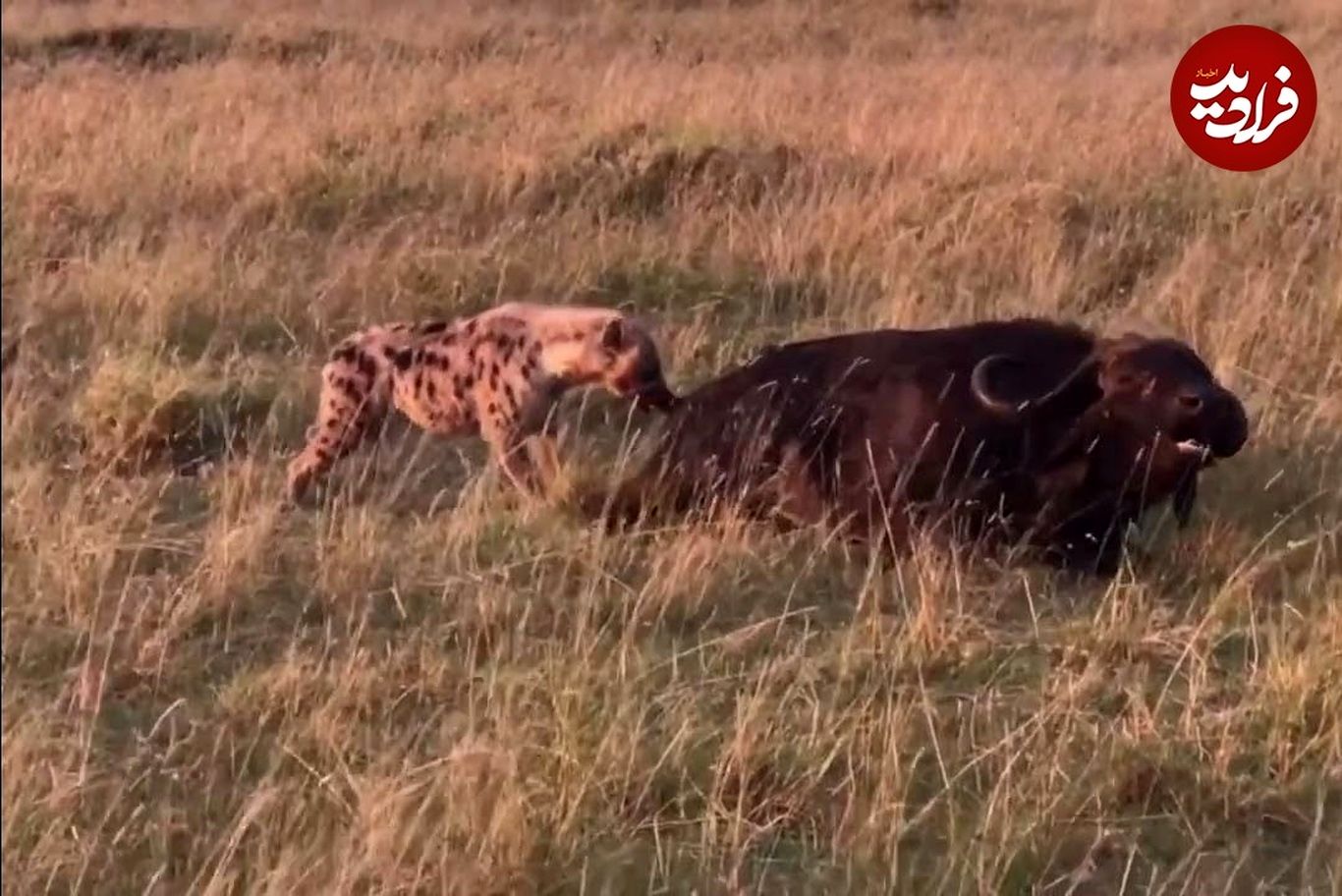 (ویدئو) زنده خوری بوفالو توسط کفتار؛ شیرها بوفالو را محاصره کردند!