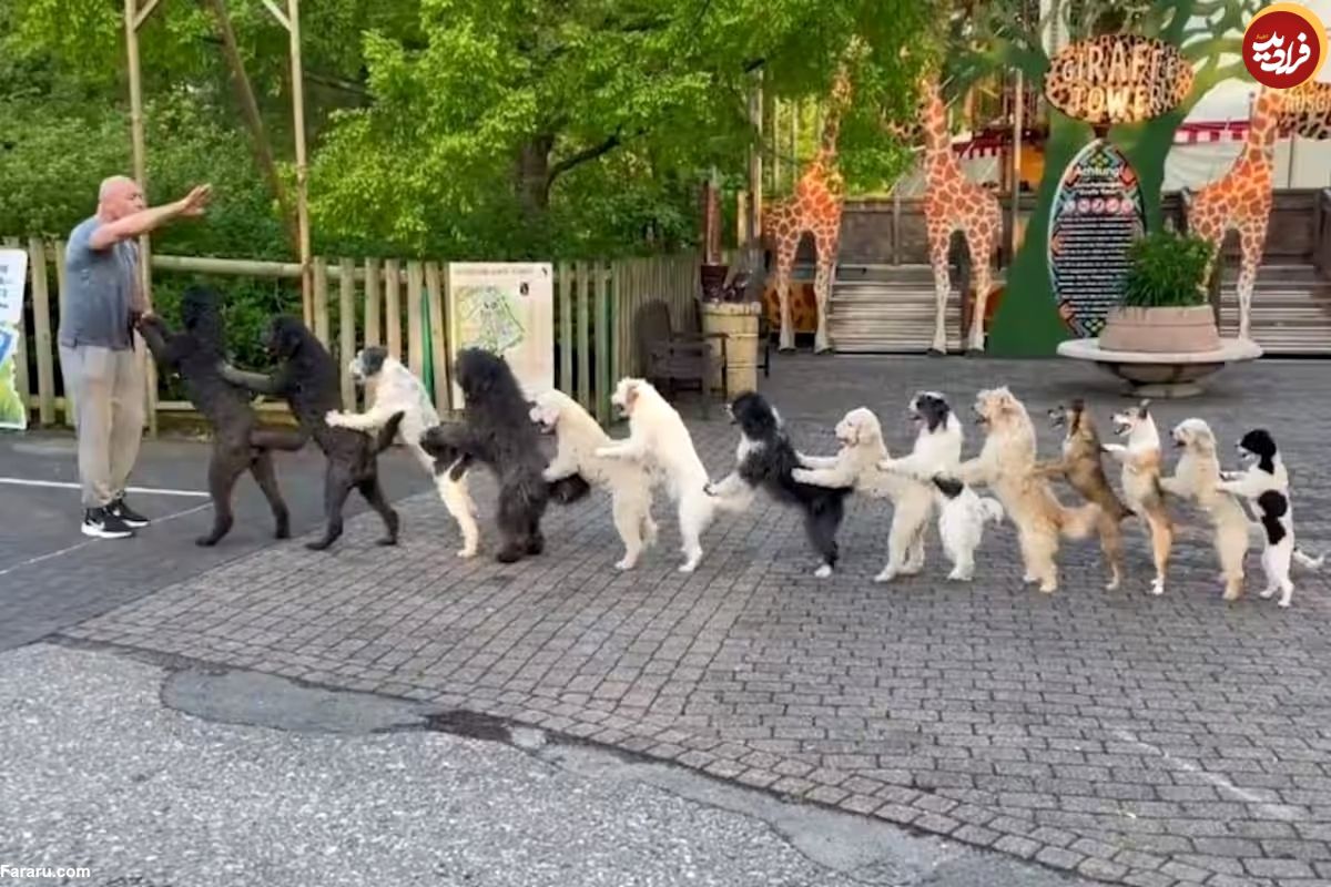 (ویدئو) رکوردشکنی ۱۴ سگ در یک صف!
