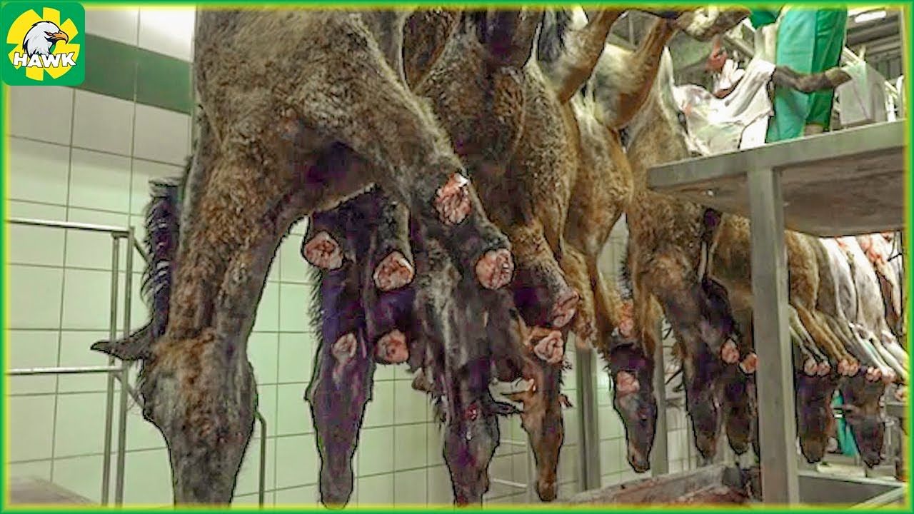 (ویدئو) چگونه هزاران اسب وحشی در کارخانه سلاخی و گوشت شان بسته بندی می شود؟