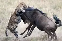 (ویدئو) کل یالدار بدشانس در دام سه یوزپلنگ سمج گرسنه افتاد!