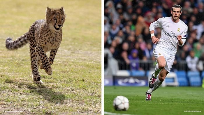 تصاویر/ ستاره‌های فوتبال به چه حیوان‌هایی شباهت دارند؟