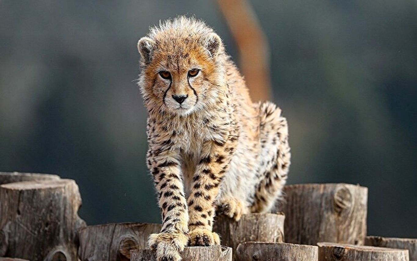 «یوزپلنگ آسیایی»، رتبه دوم گونه‌های در معرض خطر انقراض ایران