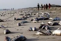 ویدئو/ مرگ گربه‌ماهی‌ها در جاسک؛ سونامی در راه است؟!