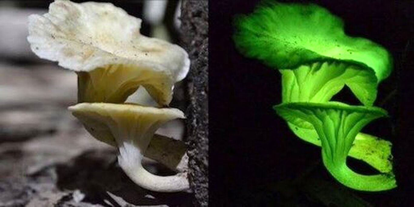 (عکس) قارچ‌های عجیبی که در تاریکی می‌درخشند