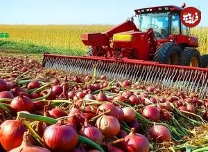 ببینید؛ فرآیند کاشت، برداشت و فرآوری پیاز در آمریکا