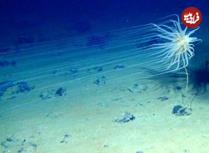 کشف عجیب محققان: «اکسیژن تاریک» که در عمق 4000 متری اقیانوس‌ تولید می‌شود