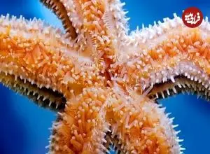 موجودی که صدها پای خود را بدون مغز کنترل می‌کند!