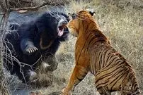 (ویدئو) لحظه ترسناک حمله خرس سیاه به ببر غول‌پیکر