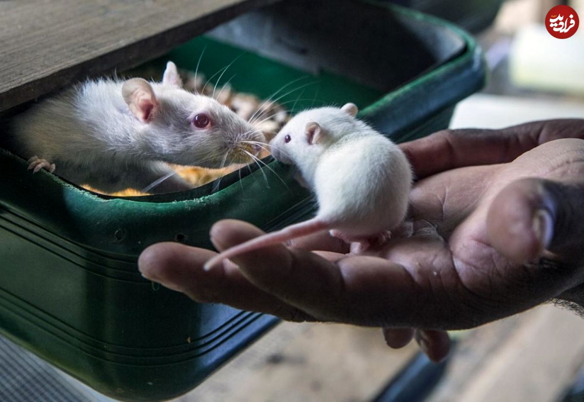 چگونه می‌توان موش‌ها را اجتماعی‌تر کرد؟