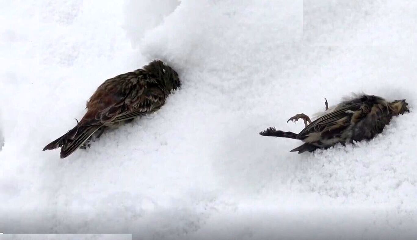 ویدئو | کشاورزی که بیش از هزار پرنده را از یخبندان مرگبار نجات داد
