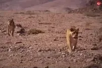 (ویدئو) شیر‌های گرسنه، الاغ‌های نگون بخت را کشتند!