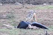 (ویدئو) شغال گرسنه، زشت ترین پرنده جهان را به دام انداخت و کشت!