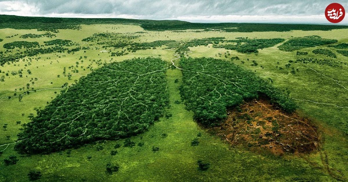 با جنگل‌زدایی، در‌ها به روی ویروس‌ها باز می‏‌شود
