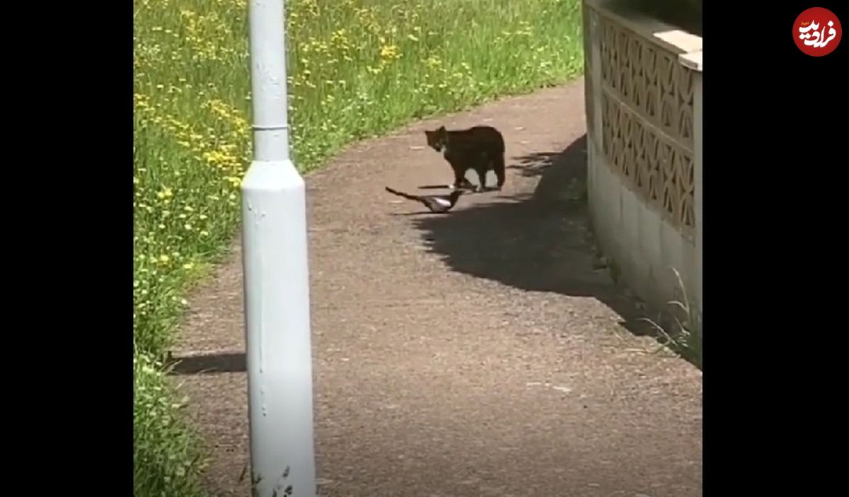 (ویدئو) کلاغ سمج با تعقیب طنزآمیزش گربه را کلافه کرد!