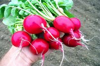 از فواید «روغن تربچه» چه می‌دانید؟!