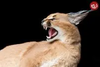 (ویدئو) لحظه دیده نشده از تلاش یک یوزگربه برای شکار گرازها!