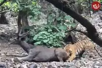 (ویدئو) ببر سمج راه فرار را بر گوزن بخت برگشته بست!