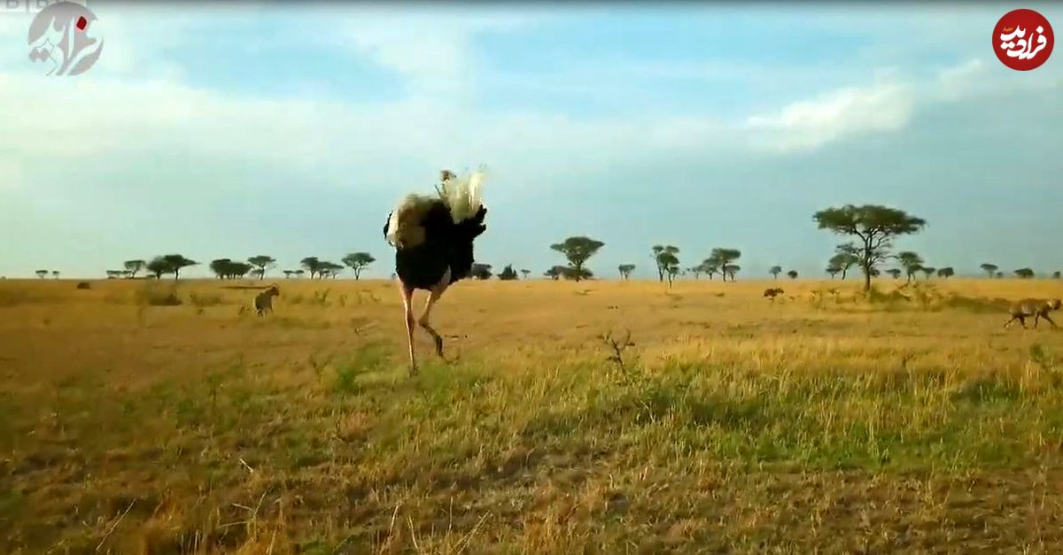 (ویدئو اختصاصی) دفاع شگفت انگیز شترمرغ‌ها در برابر یورش کفتار‌ها