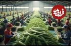 ببینید؛ ژل آلوئه ورا چگونه تولید می شود؟