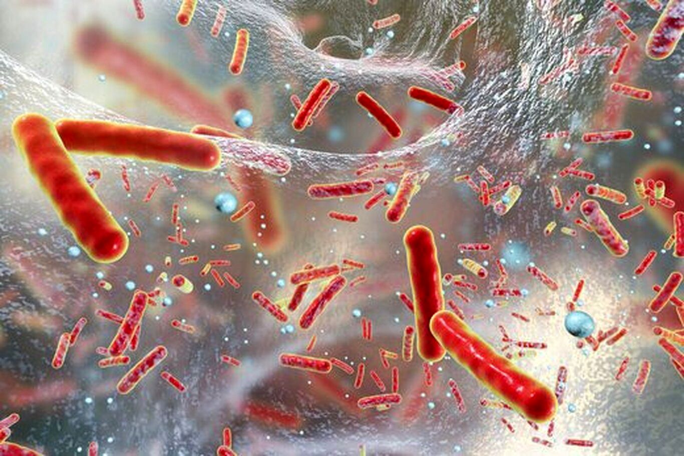 (عکس) این باکتری مهندسی شده قاتل سرطان روده است!